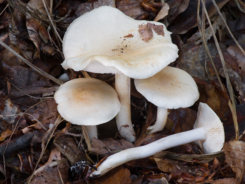 Tricholoma lascivum